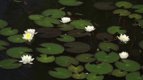 Flowering white water lilies on the pond dark waters surface. The flowers and their green leaves in a close-up view. The aquatic plants that grow in ponds or lakes. The greenery natural elements. - Powered by Shutterstock - Get 15% off with code: PIKWIZARD15