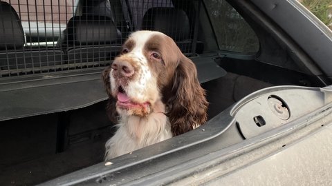 English springer spaniel sitting in the back of an open-top car. Breed of hunting dogs.