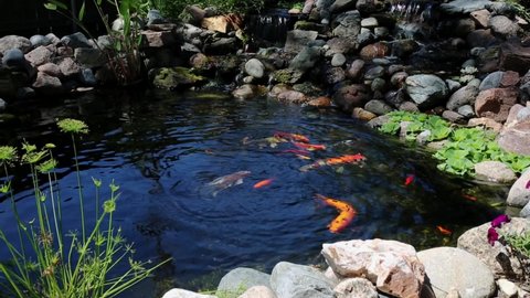 Fish Pond with schooling Koi and gold fish and feeding