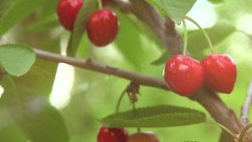 Fresh ripe Cherry close-up. Organic red cherries growing in a garden, close-up. Sweet delicious juicy Berries closeup. Slow motion video
