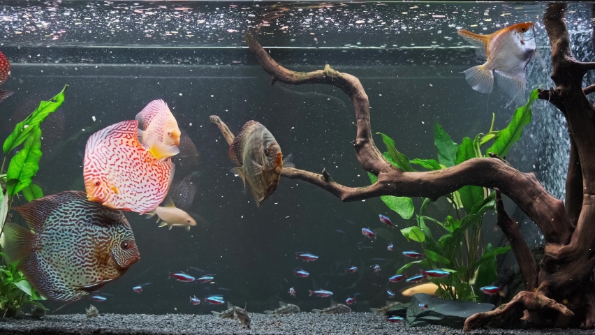 Feeding the fish in the aquariumwith cow meat algea and flakes. Symphysodon discus, angelfish, tetra neon in fishtank | Shutterstock HD Video #1068565676