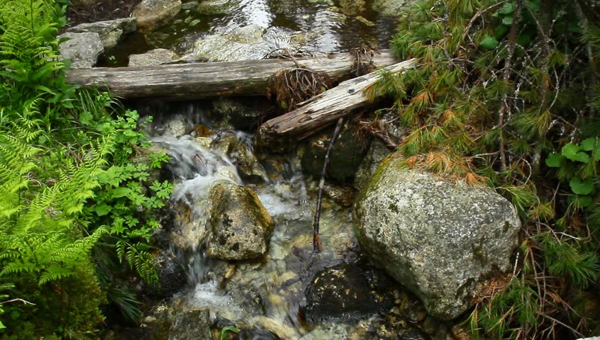 mountain gill falling down the rock in the forrest, with beautiful fern leaves