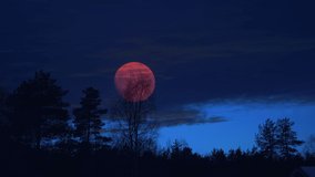 Very large pink full Moon rises above dark forest and shine through heavy dark blue clouds after Sunset. Mysterious scene for video production - Powered by Shutterstock - Get 15% off with code: PIKWIZARD15