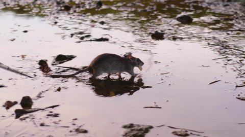 Rat found wet and soaked piece of white bread in water, put it in mouth by paws and run away. Male animal collect food at sewage channel and bring it to family