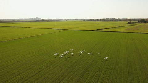 Swans fly over the field. View from the copter. Swans take off. A flock of swans flies low over a green field. Bird shadows on the grass