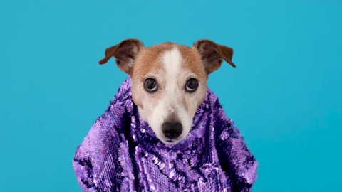 Funny Jack Russel terrier dog wearing stylish purple clothes decorated with shiny paillettes on light blue background closeup