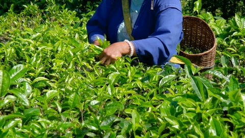 Slow motion farmers picking little green tea leaves 