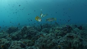 School of Philippine Butterflyfish or Panda Butterflyfish (Chaetodon adiergastos). Underwater world of Bali. 4k video.