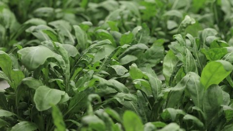 Fresh arugula leaves, close up. Lettuce salad plant, hydroponic vegetable leaves. Organic food ,agriculture and hydroponic conccept