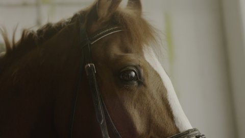 Stallion Animal Muzzle in Stable Indoor Closeup