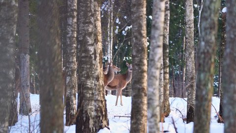 Red deer walking in winter forest. wildlife, Raising deer in their natural environment