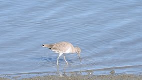 HD video of one willet wading through shallow estuary water eating American Coot walking past right to left eating 
