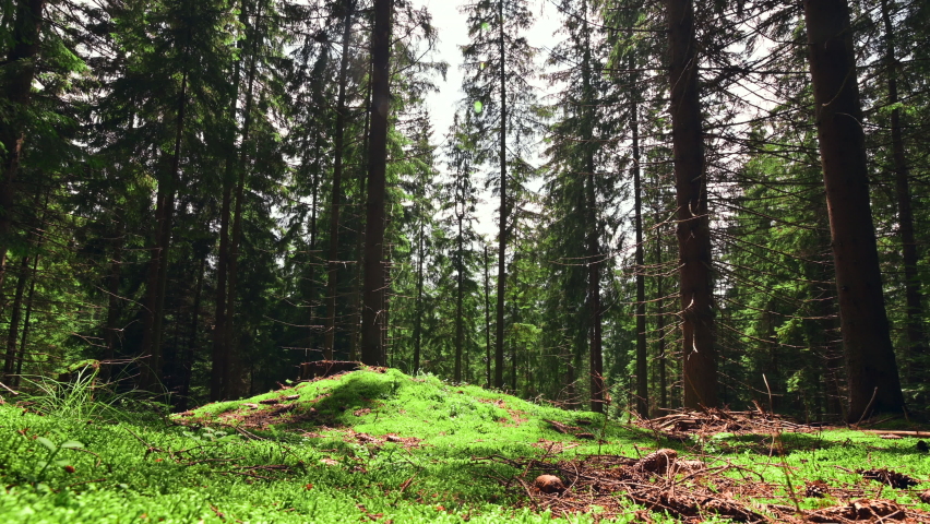 Young male hiker walking alone through a beautiful untouched forest in the mountains on a sunny summer day, going down and looking away. Active rest in a campaign.