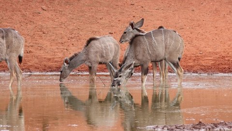 Kudu antelopes (Tragelaphus strepsiceros) drinking at a waterhole, Mokala National Park, South Africa
