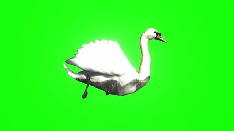 Swan swimming on Green Screen