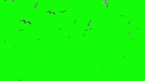 Wildlife Black Animal Design Seagull Flying Stock Footage Video (100% ...