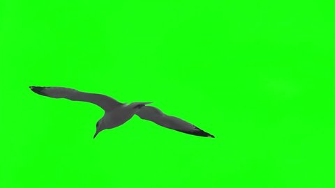 Seagull Flying on Green Screen