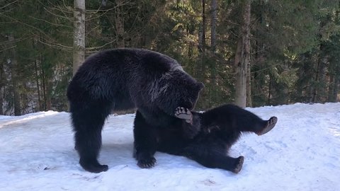 Brown bear rehabilitation center. Carpathians, Ukraine. The bears are playing.