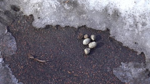 Dogs crap laying on grey pavement of sidewalk in winter park