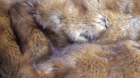 Sable Fur background. Red with brown Fur clothes texture closeup. Soft and fluffy Russian sable macro shot. Texture of real expensive fur surface, Rotation. Slow motion. 4K UHD video