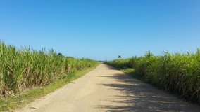 Wide road in a field with high green grass 4k background. Summer in the Dominican Republic.