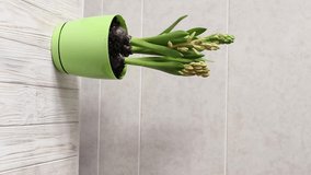 Vertical video, home gardening, watering home hyacinth. High quality FullHD footage
