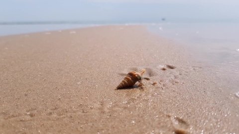 Hermit crab bury in sand on sea sandy beach, Crab live in shells.