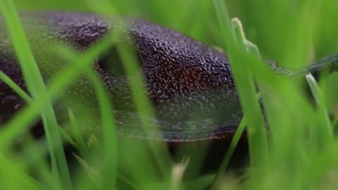Close-up of common brown slug, big slimy brown slug crawling in the grass, macro footage
