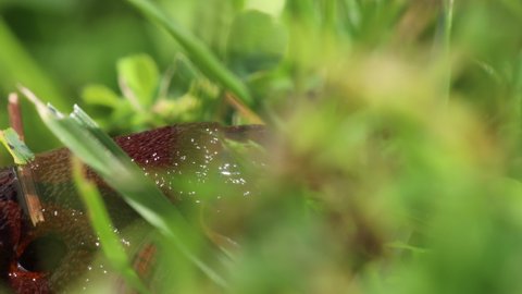 Close-up of common brown slug, big slimy brown slug crawling in the grass, macro footage