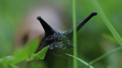 Frontal view of common brown slug, big slimy brown slug crawling in the grass, macro footage