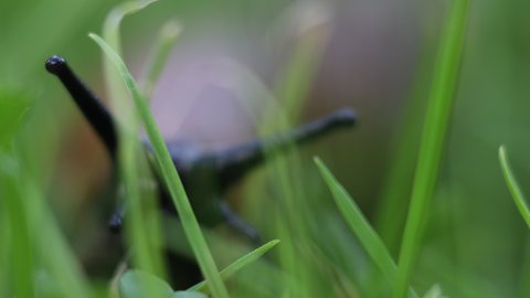 Frontal view of common brown slug, big slimy brown slug crawling in the grass, macro footage