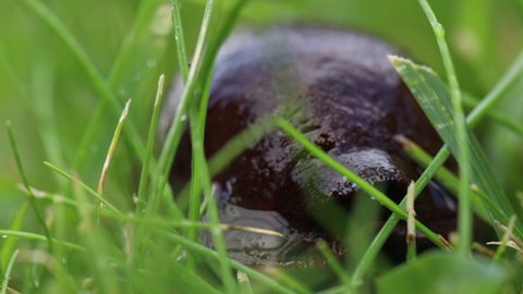 Close-up of common brown slug, big slimy brown slug in the grass, macro footage
