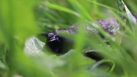 Close-up of common brown slug, big slimy brown slug in the grass, macro footage