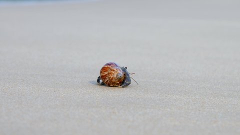 Small crab in light brown striped shell with long tendrils tries to walk along light sand on beach