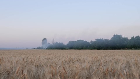 Beautiful wheat field at sunrise