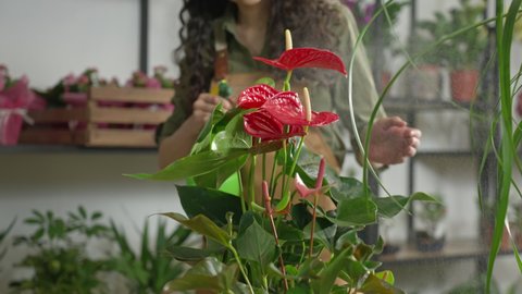 Flower shop. A florist girl sprays an indoor anthurium flower with a spray gun, many small drops of water fall on the flower. Close-up of an anthurium flower.