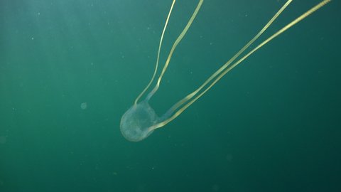  Cubozoa Box Jelly fish ( Chironex Fleckeri)