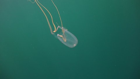  Cubozoa Box Jellyfish ( Chironex Fleckeri) starts moving 