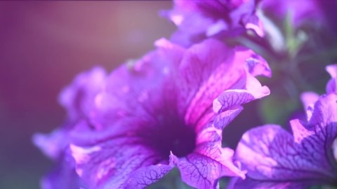 Blooming Petunia flowers in a garden. Close-up of beautiful purple Petunia bells. Vivid violet Summer flowers. Flower bed. Garden, gardening design. Slow motion 4K UHD video. 