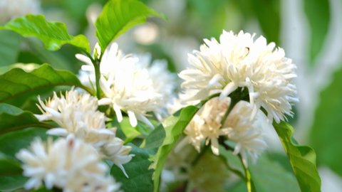 White Coffee blossom on green nature bokeh, Coffee blossom on Coffee tree in Organic Farm.