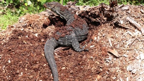 Lace Monitor Lizard digging into compost in search of grubs