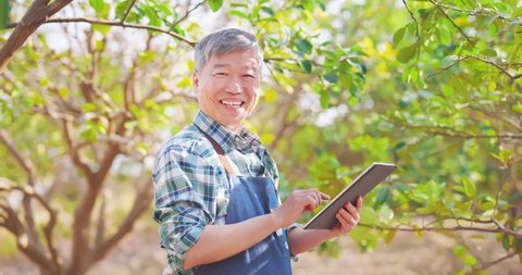 agriculture concept - slow motion of asian senior farmer man is using digital tablet computer to analysis data and smile at you in orchard