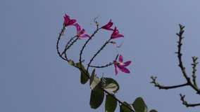 Magenta Kanchan flowers facing the blue sky. Flower background. 4k Video. 