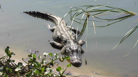  Large alligator in Florida lake