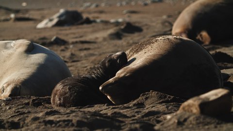 Wide shot of a female elephant seal and her calf on the beach in her rookery on the Pacific ocean along the Lost Coast Trail in Northern California.
