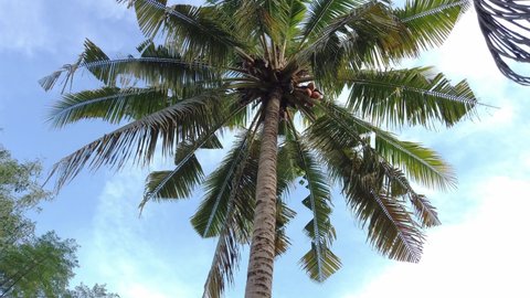 Walking around while looking up a tall coconut tree with cloudy light blue sky on a sunny day. Low angle, medium shot.