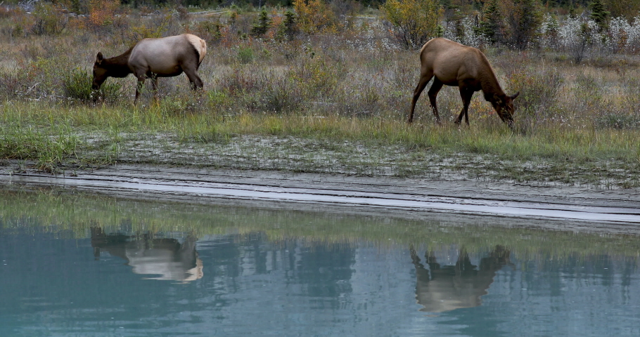Curious female elk standing by river, eating grass and looking at surroundings. Reflection in river water.