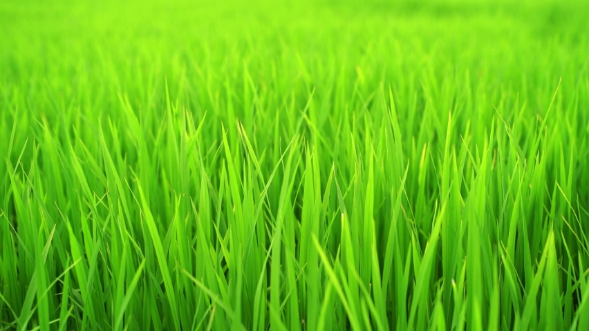 Green grass close-up. Grass swaying in the wind in slow motion. Green juicy lawn, it's time to cut. Alpine meadow densely overgrown with grass. Field of grass in perspective Royalty-Free Stock Footage #1068628850