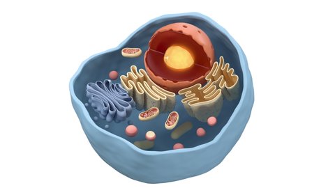 Internal structure of an animal cell, 3d rendering. Section view.