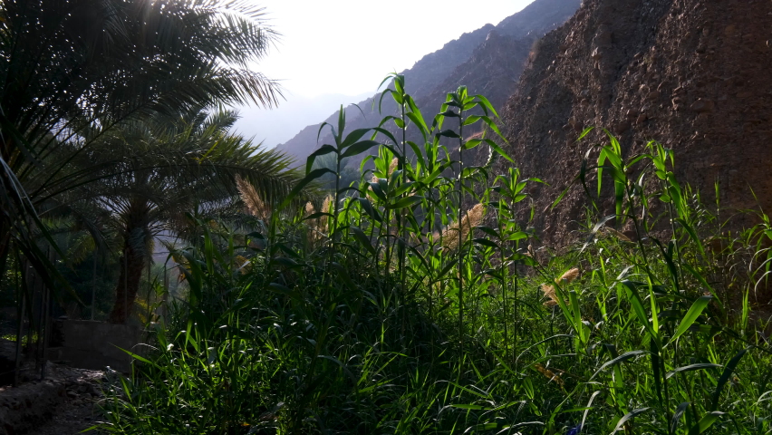 A wadi with bush green plants in the  valley of the Hajar mountains of Fujairah UAE. Royalty-Free Stock Footage #1068629762